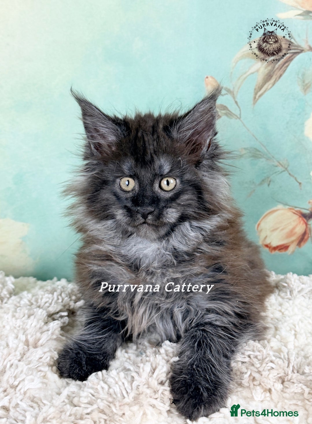 Maine Coon cats for sale: TICA registration Adorable Maine coon kittens - Advert 4