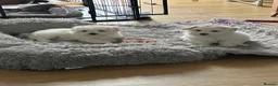 Maltese dogs for sale: 2 GIRLS Gorgeous baby Maltese  in Coventry - Advert 5