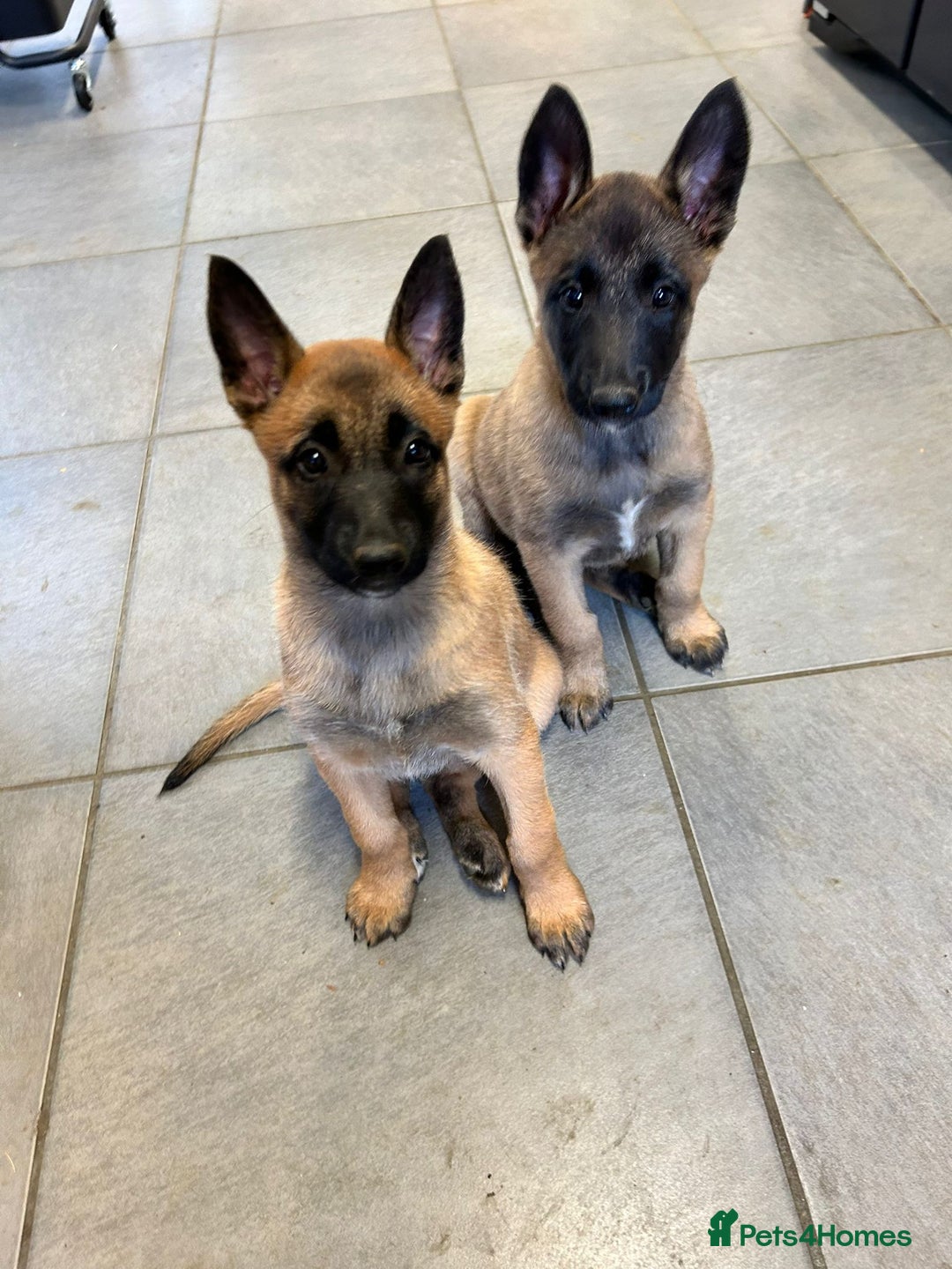 Belgian Shepherd Dog dogs for stud: Fully health tested, proven, KC reg Malinois stud in Treorchy - Advert 13
