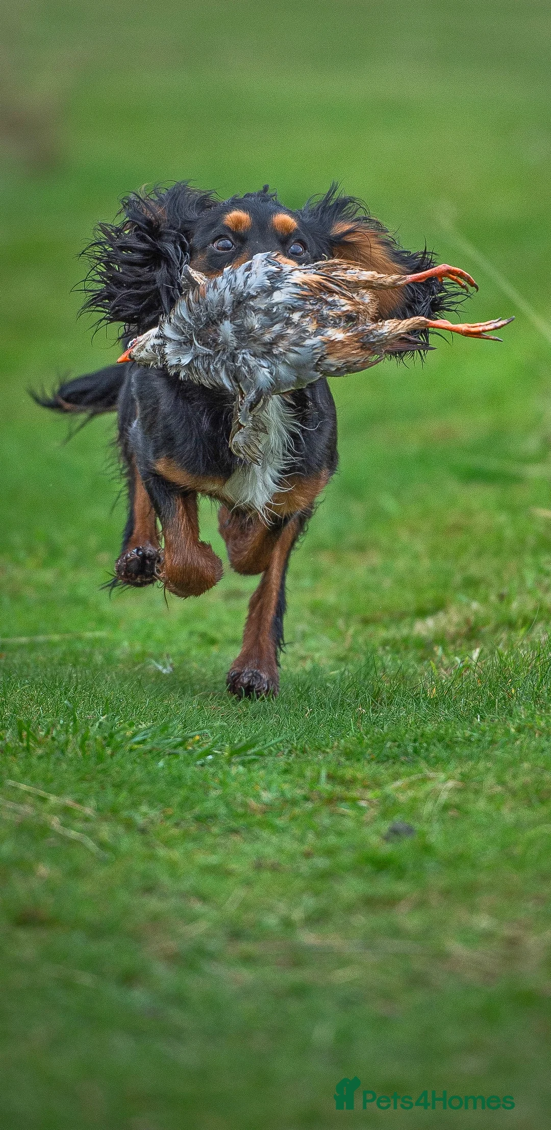 Cocker Spaniel dogs for stud: KC REG, HIP/ELBOW SCORED, EYES & DNA 11.4kg in Orpington - Advert 4