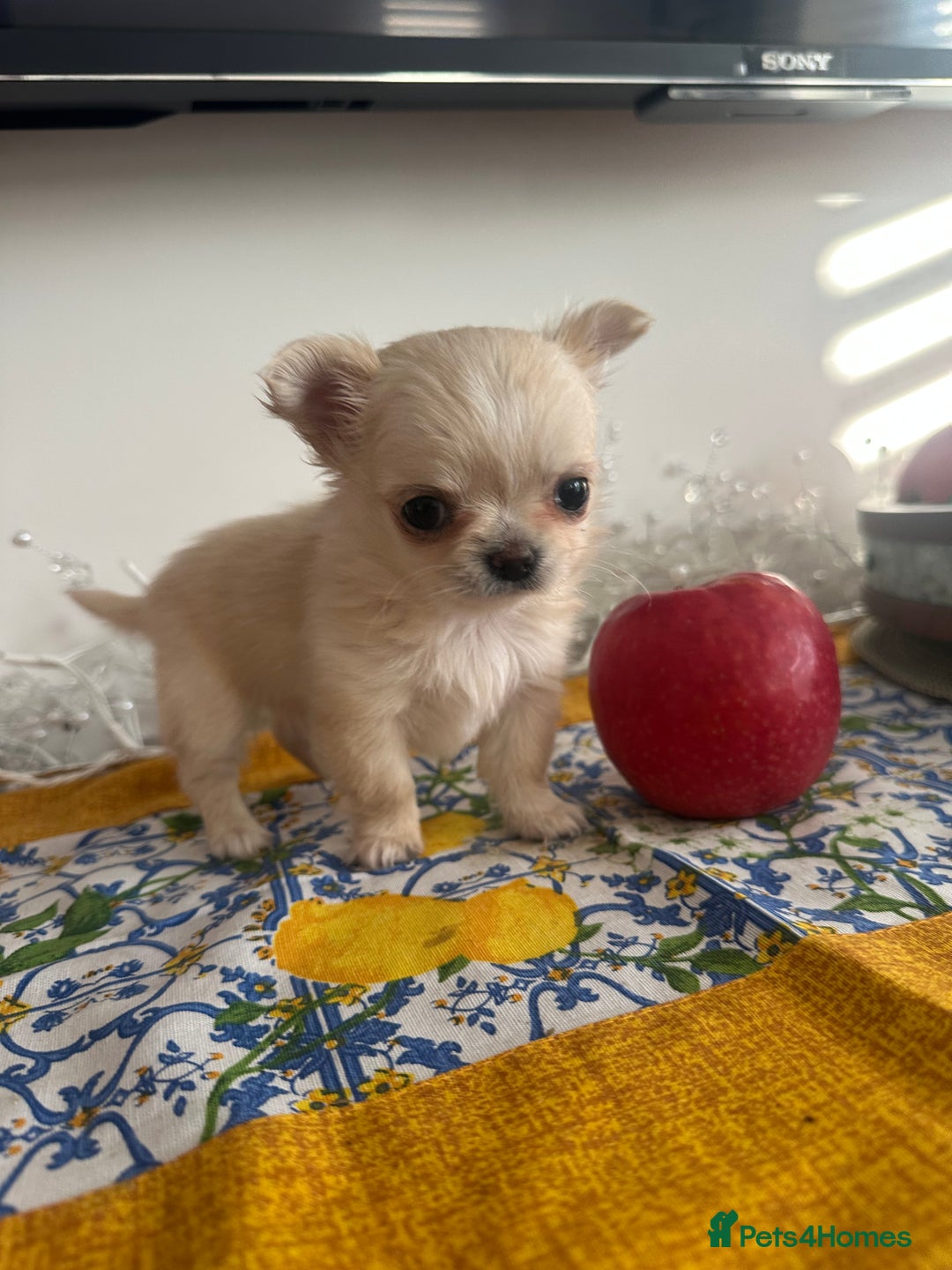 Chihuahua dogs for sale: KC Reg Russian and Czech Champions puppies L/C - Advert 11