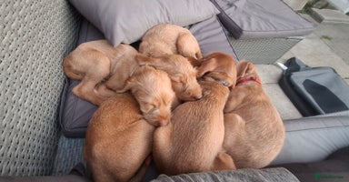 Hungarian Vizsla dogs - Advert 16