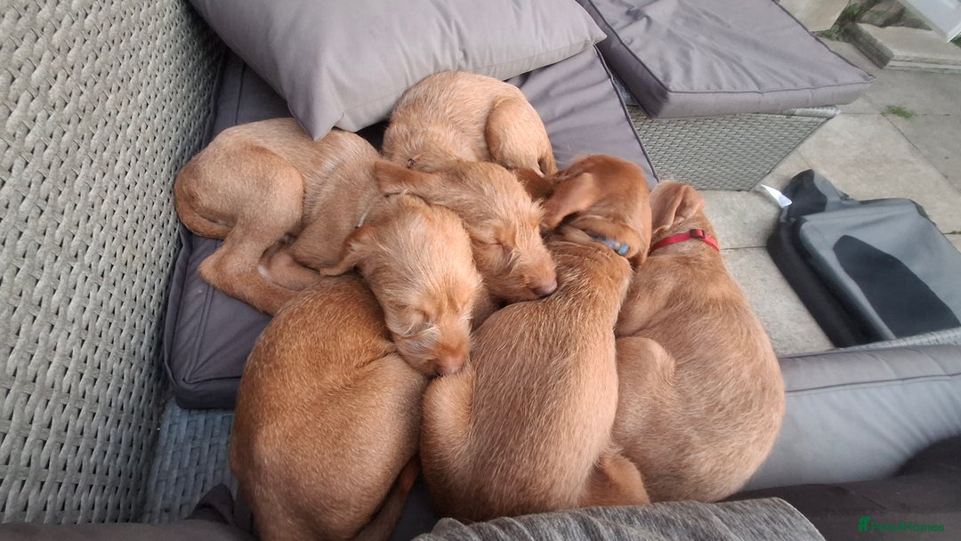Hungarian Vizsla dogs for sale: 1 dog and 1 bitch available from 21st of August.  - Image 3
