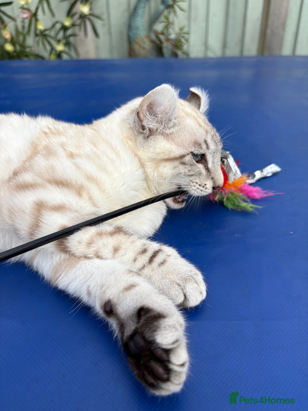Keetso cats for sale: Breath taking polydactyl curled eared girl  - Image 5