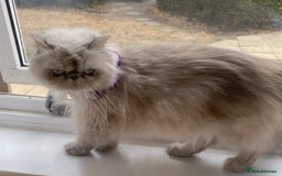 Persian cats for sale: Pure Persian 11 month old girl available now - Image 14