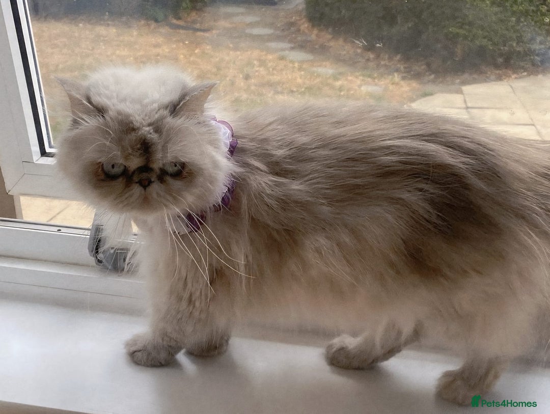 Persian cats for sale: Pure Persian 11 month old girl available now - Image 14