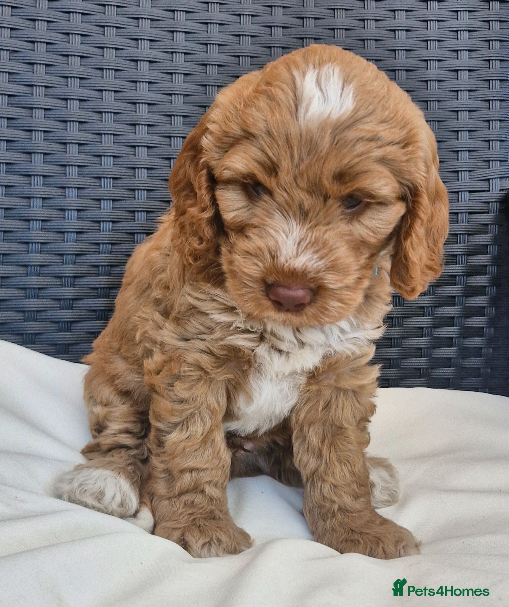 Cockapoo dogs Beautiful Cockapoo Puppies - Advert 16