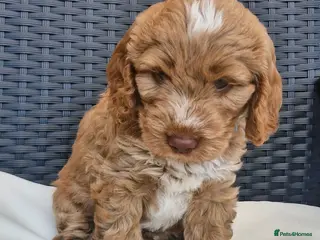 Cockapoo dogs Beautiful Cockapoo Puppies - Advert 16
