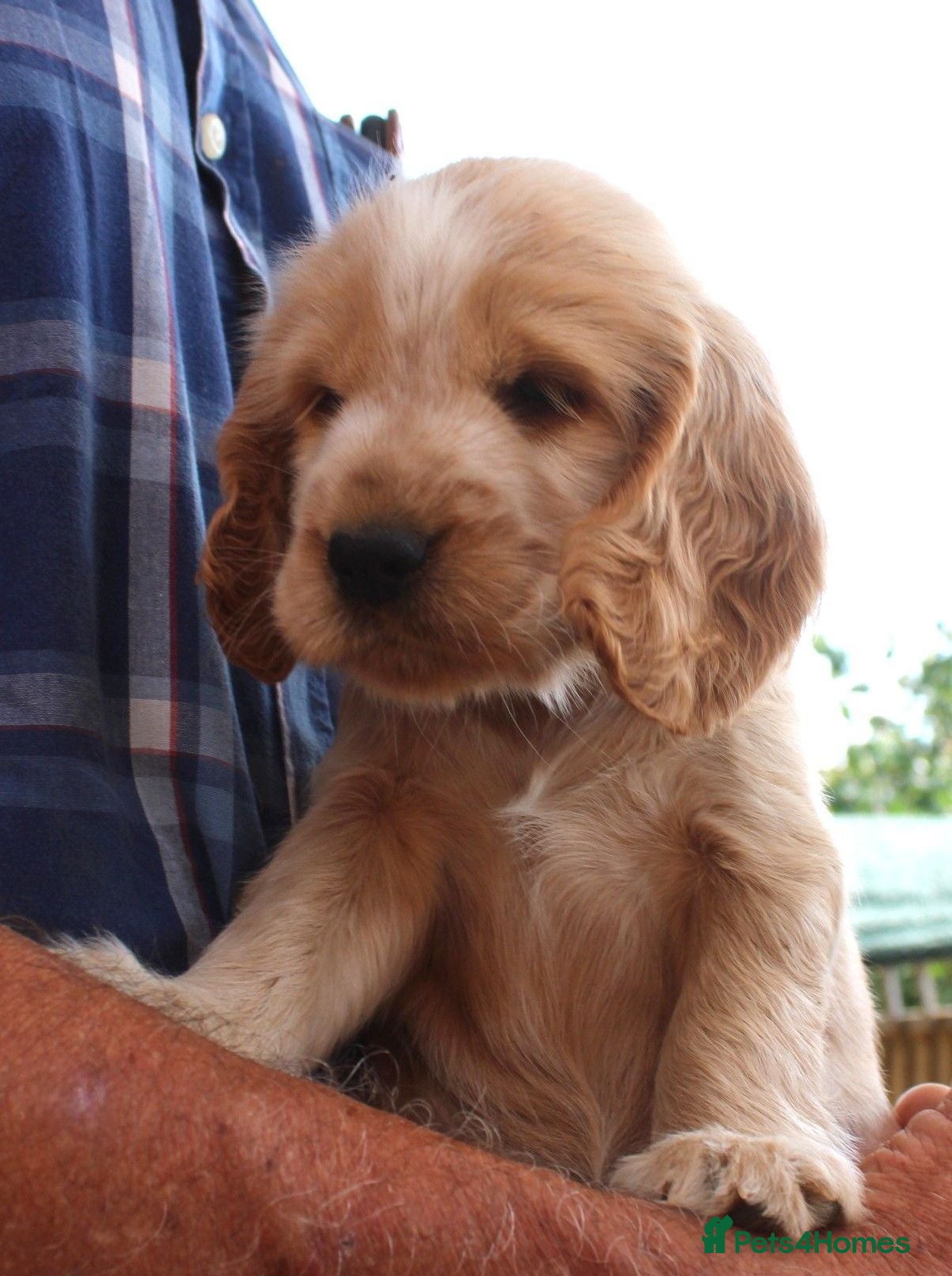 Cocker Spaniel dogs KC  Registered Show Cocker Spaniels - Advert 2