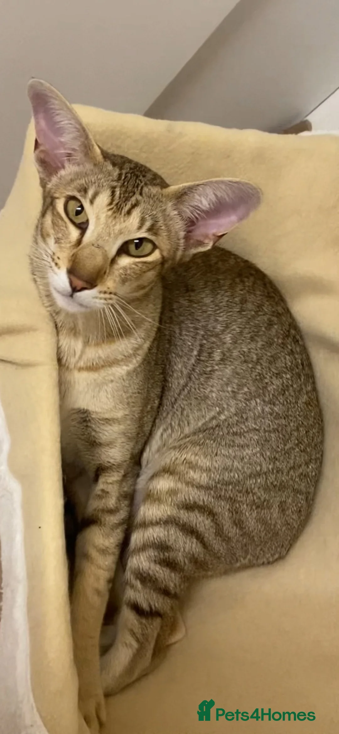 Oriental cats for sale: Oriental Brown ticked tabby  - Advert 7