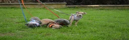 Italian Greyhound dogs for sale: Kc registered Italian greyhound pups  - Advert 13