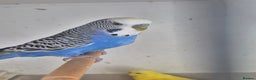 Budgerigars birds for sale: Baby Budgies £25, Male/Female £20/25Cockatiels £80 - Advert 11
