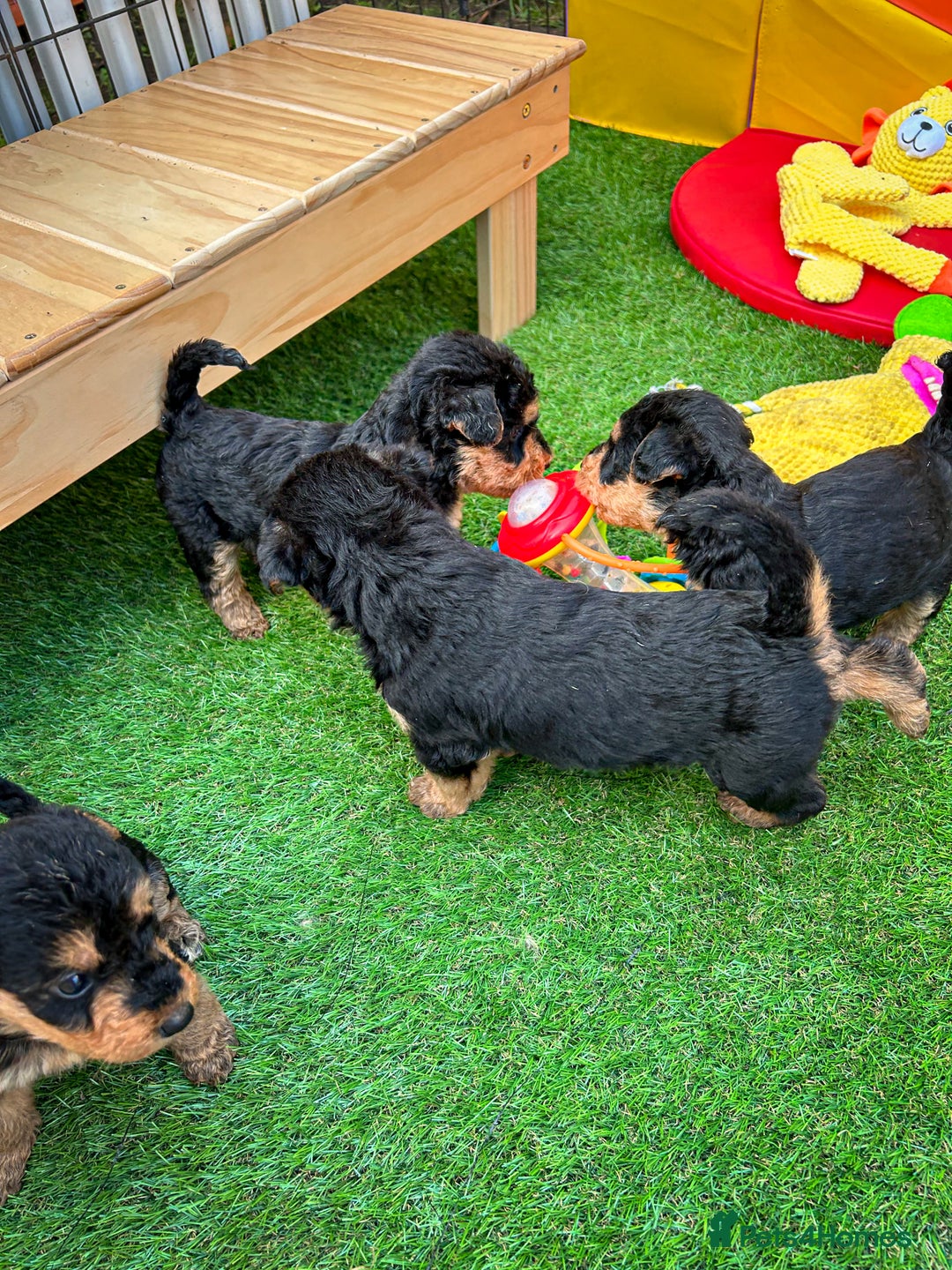 Airedale Terrier dogs for sale: ⭐️⭐️FAMILY REARED KC AIREDALE PUPS⭐️⭐️ - Image 15