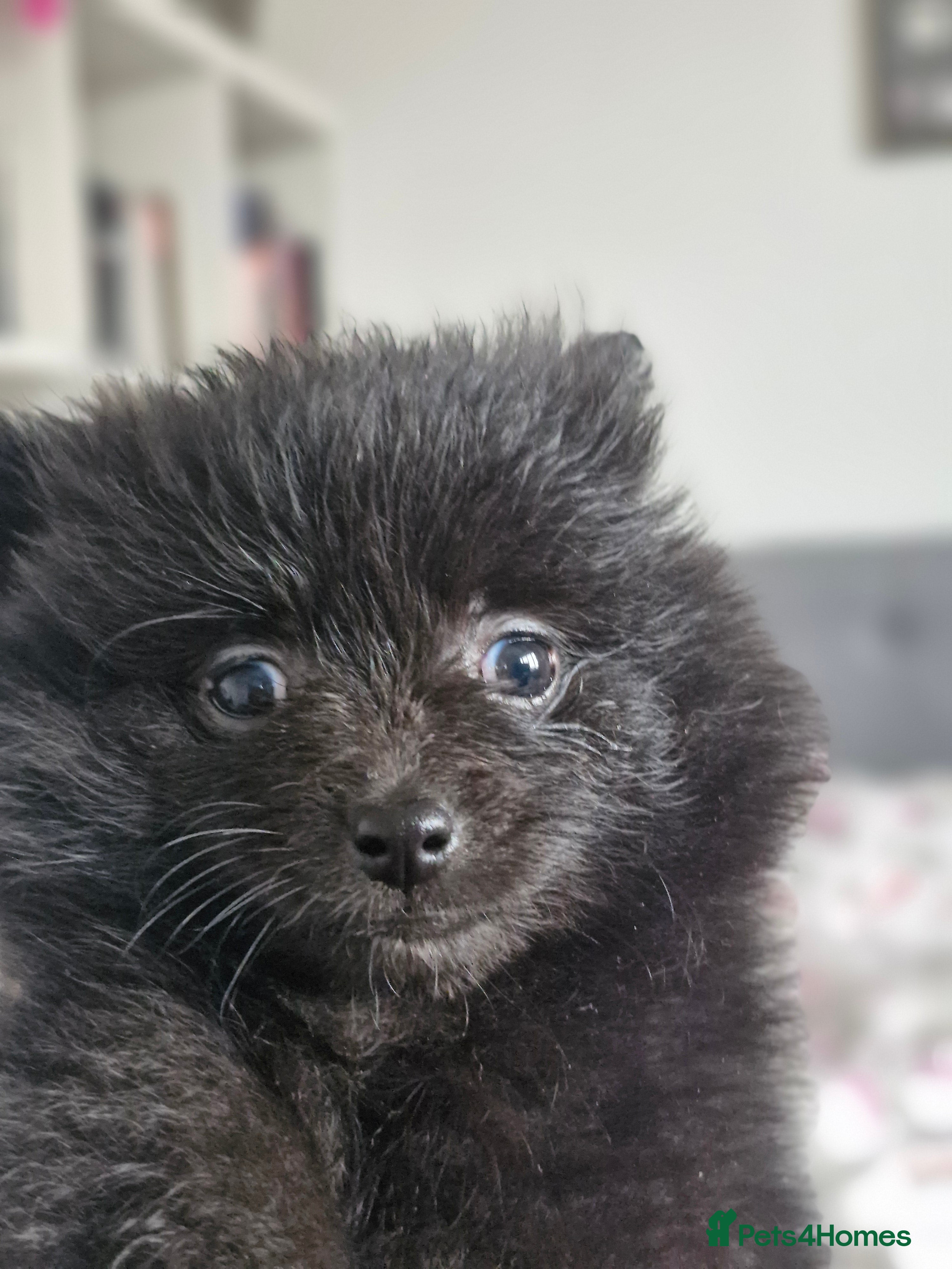 Pomapoo dogs Champion Line Pomapoo Puppies Ready 2 March - Advert 1