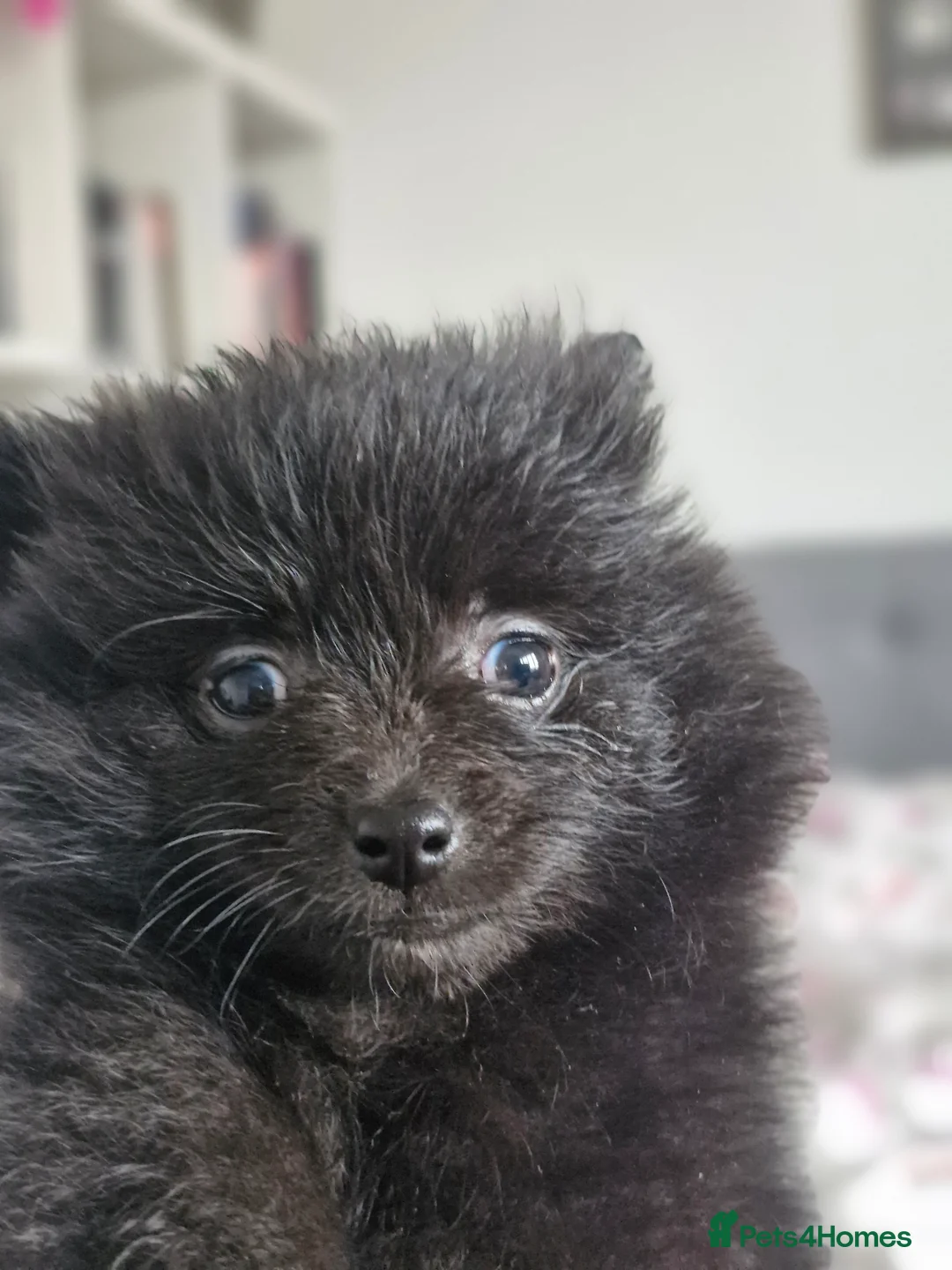 Pomapoo dogs for sale: ✨ Beautiful Pomapoo Puppies – 1,600 ✨ - Advert 17