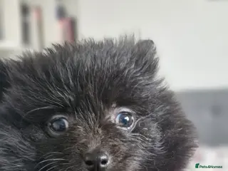 Pomapoo dogs Champion Line Pomapoo Puppies Ready 2 March - Advert 1