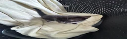 Mixed Breed cats for sale: 4 beautiful part ragdoll kittens  - Advert 11