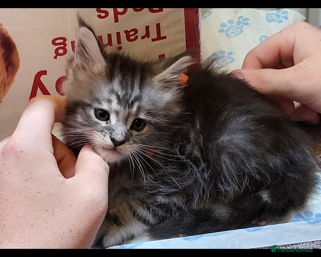 Maine Coon cats for sale: Ready Now Maine Coon kittens - Image 11