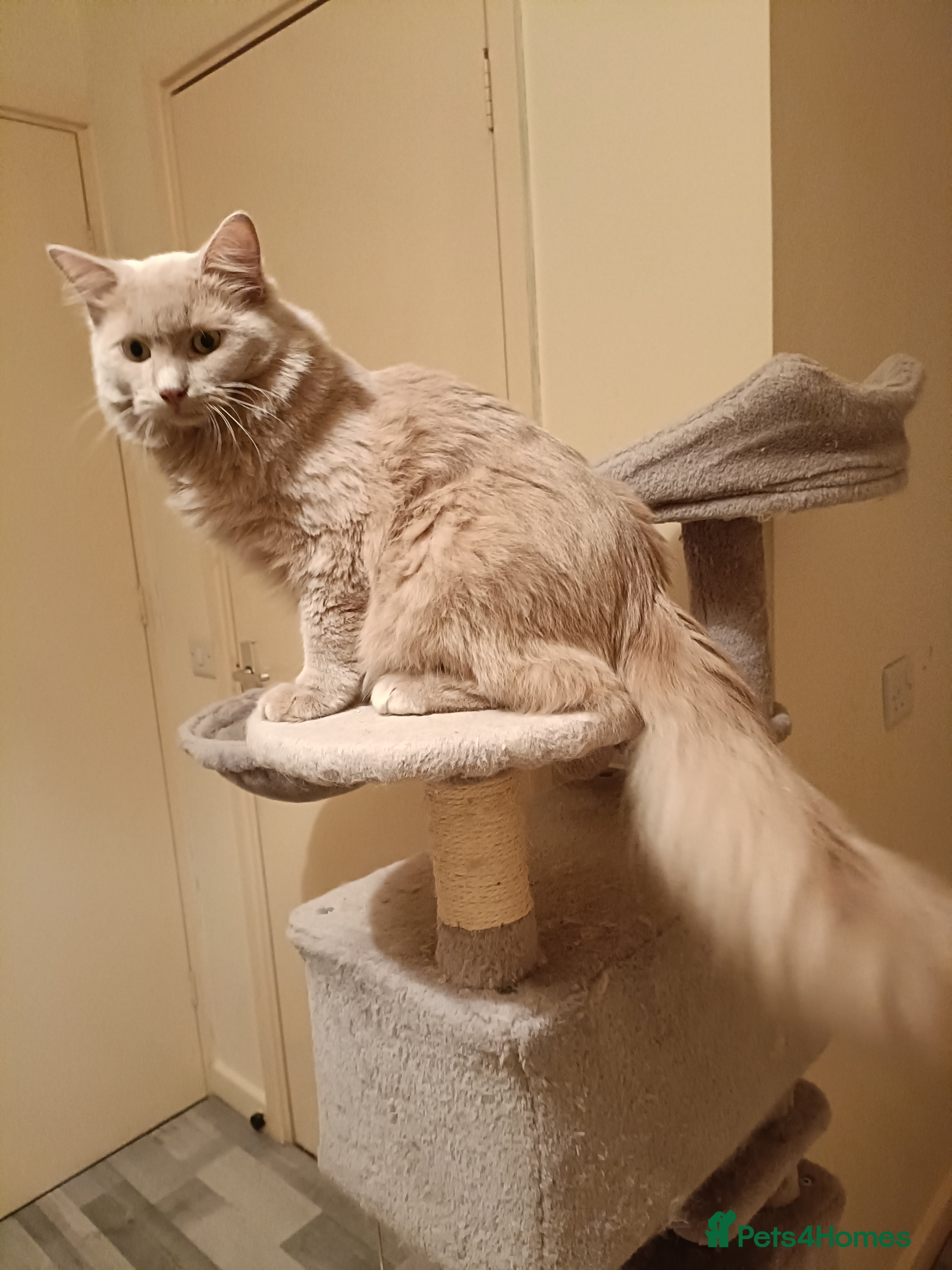 Ragdoll cats Solid Fawn Ragdoll for stud - Advert 4