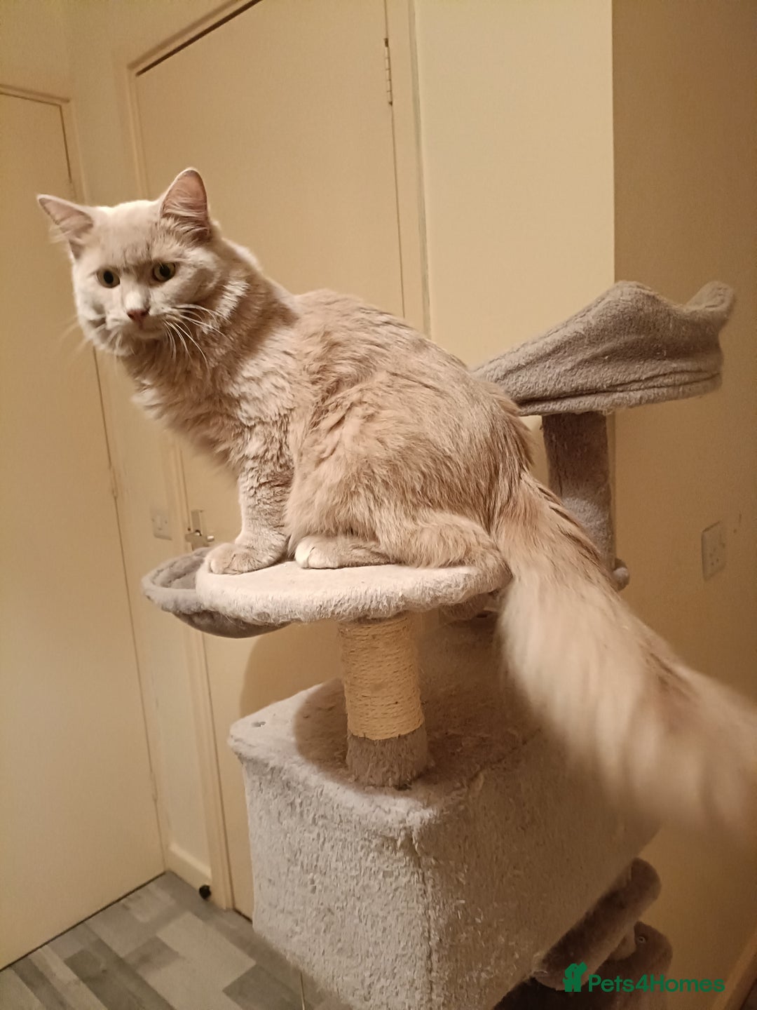 Ragdoll cats for stud: Solid Fawn Ragdoll for stud in Telford - Advert 4