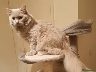 Ragdoll cats Solid Fawn Ragdoll for stud - Advert 4