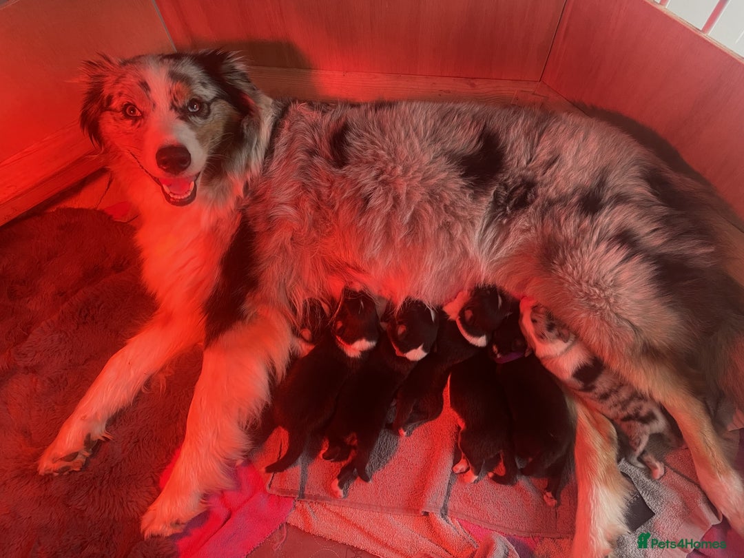 Australian Shepherd dogs for sale: Exceptional Australian Shepherd Puppies - Image 6