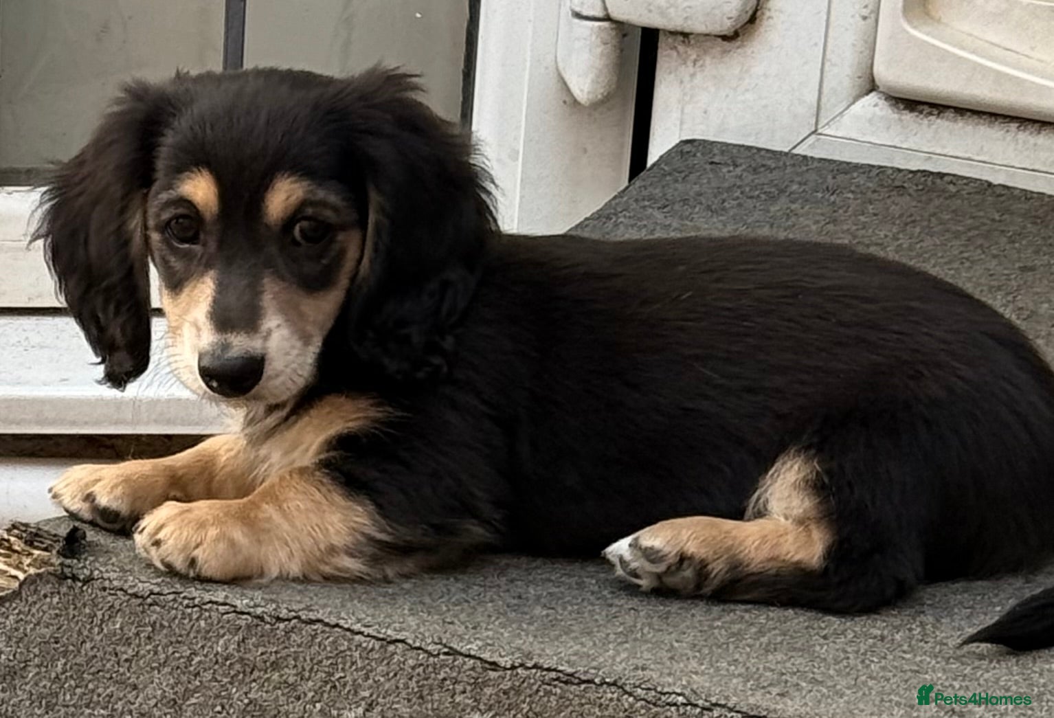 Dachshund dogs for sale: One Puppy now available. Ready to leave  - Advert 1