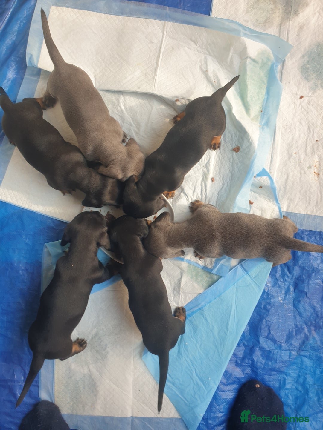 Dachshund dogs for sale: Sausage dog puppies - Image 7