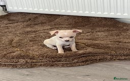 Chihuahua dogs for sale: Two beautiful Chihuahua boys  - Image 4