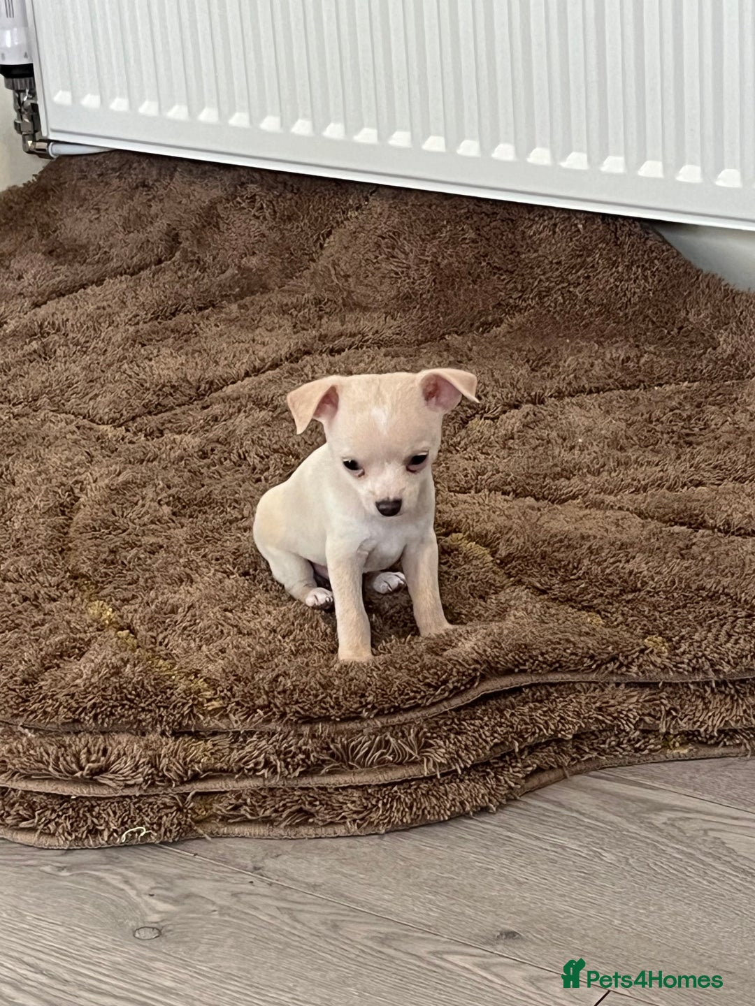 Chihuahua dogs for sale: Two beautiful Chihuahua boys  - Image 4