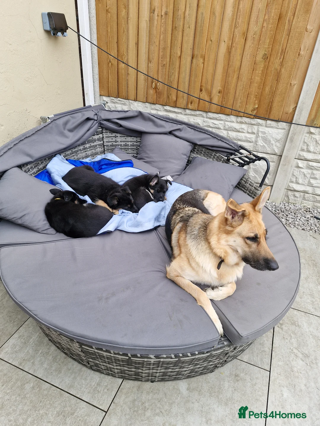 German Shepherd dogs for sale: German shephard puppies female - Advert 1