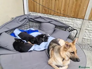 German Shepherd dogs German shephard puppies female - Advert 3