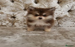 Pomsky dogs for sale:  toy size multi-generational pomsky puppies  - Image 5