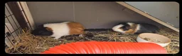 Guinea Pig rodents for sale: X2 male 3 month old guinea pigs with hutch etc in Huntingdon - Advert 2