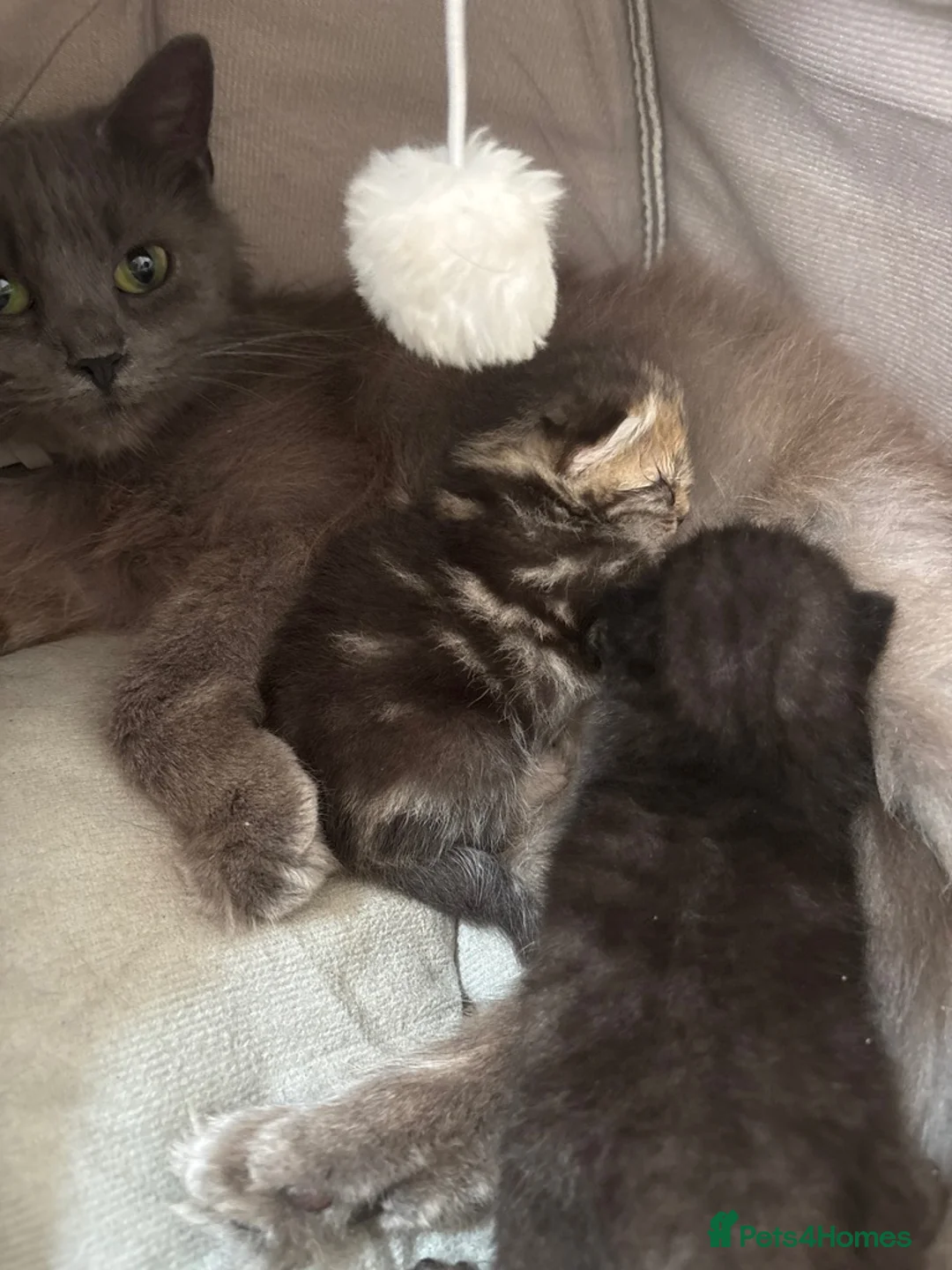 Mixed Breed cats for sale: Bengal x nebelung  - Advert 1