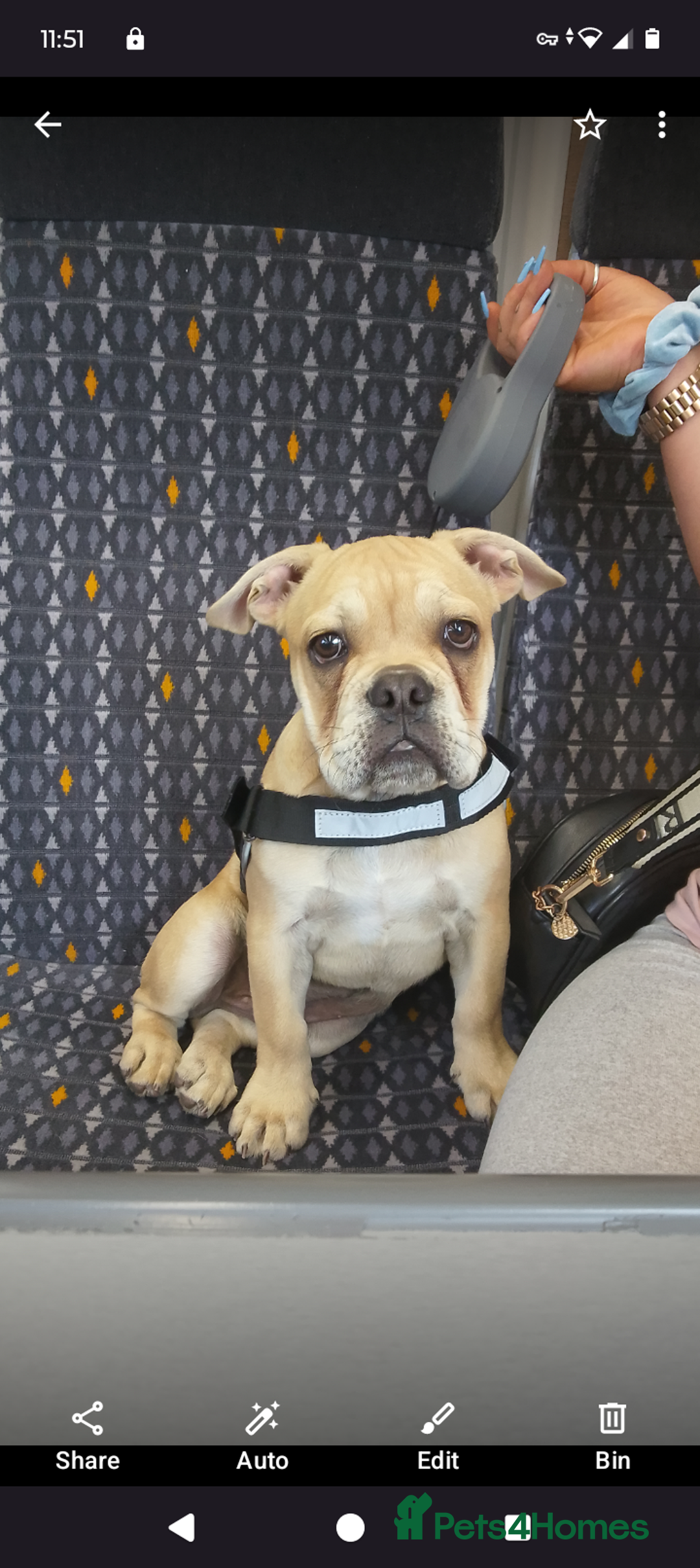 Mixed Breed dogs for sale: Lovely English bulldog cross Frenchie  - Advert 1