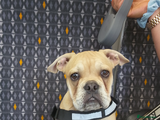 Mixed Breed dogs Lovely English bulldog cross Frenchie - Advert 20