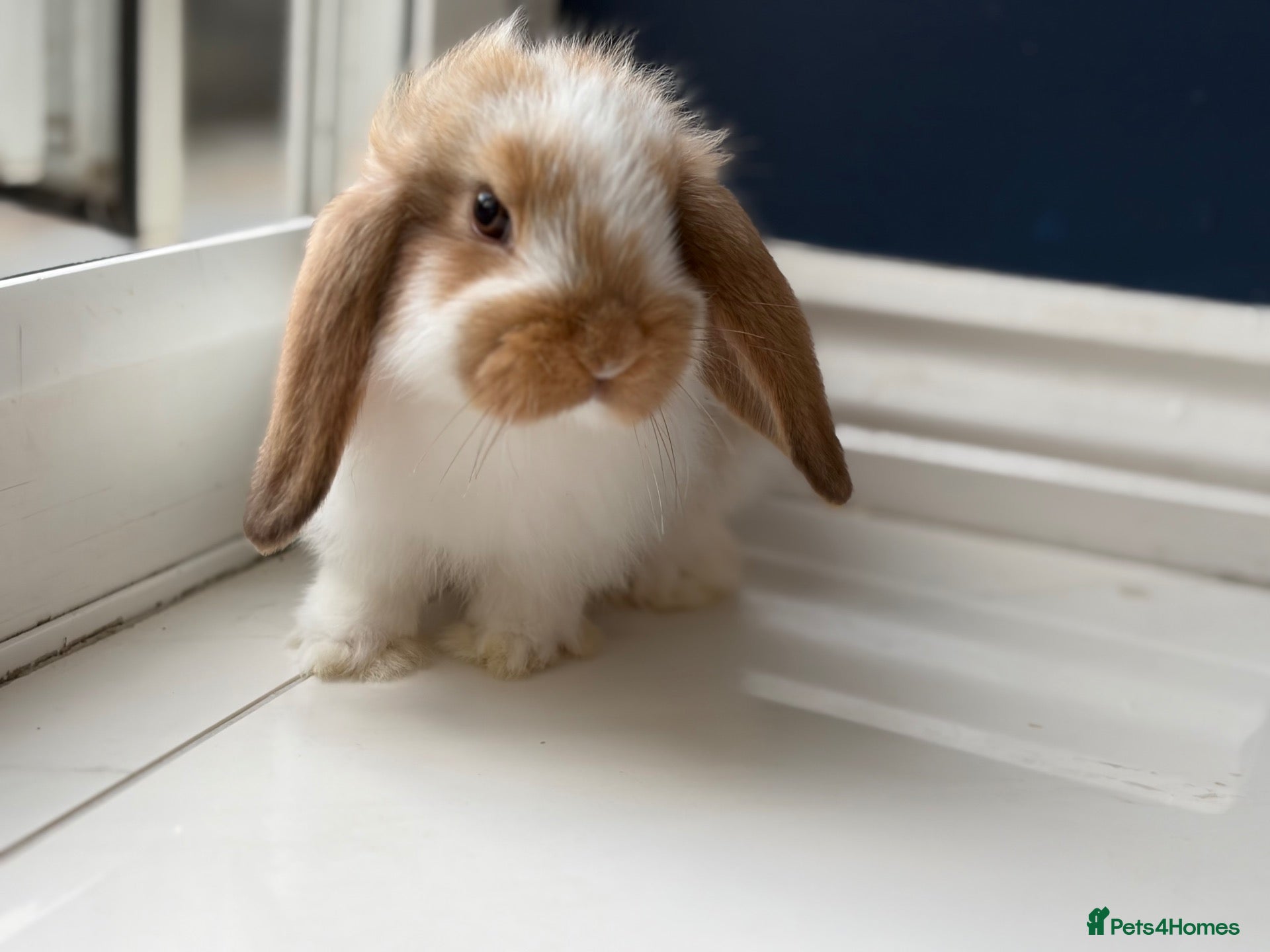 Mini Lop rabbits Gorgeous baby mini lops  - Advert 16