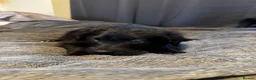 Bordoodle dogs for sale: 💜 Beautiful Bordoodle Puppies 💜 - Advert 5