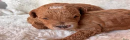 Cavapoo dogs for sale: Gorgeous litter of Cavapoo puppies  in King's Lynn - Advert 28