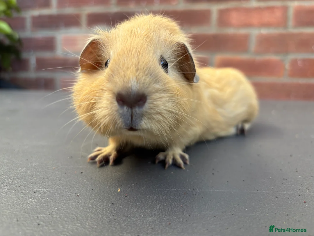 Guinea Pig rodents for sale: Little girl looking for a good home - Advert 3