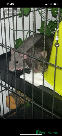 Rat rodents - Advert 6