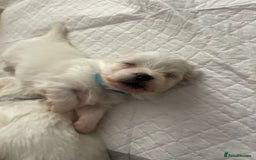 Maltese dogs for sale: Naughty Maltese Puppies For Sale. - Image 9