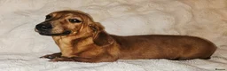Miniature Dachshund dogs for sale: Miniature dachshund puppy's in Turriff - Advert 3