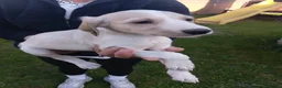 Saluki dogs for sale: KC registered saluki puppy’s  - Advert 7