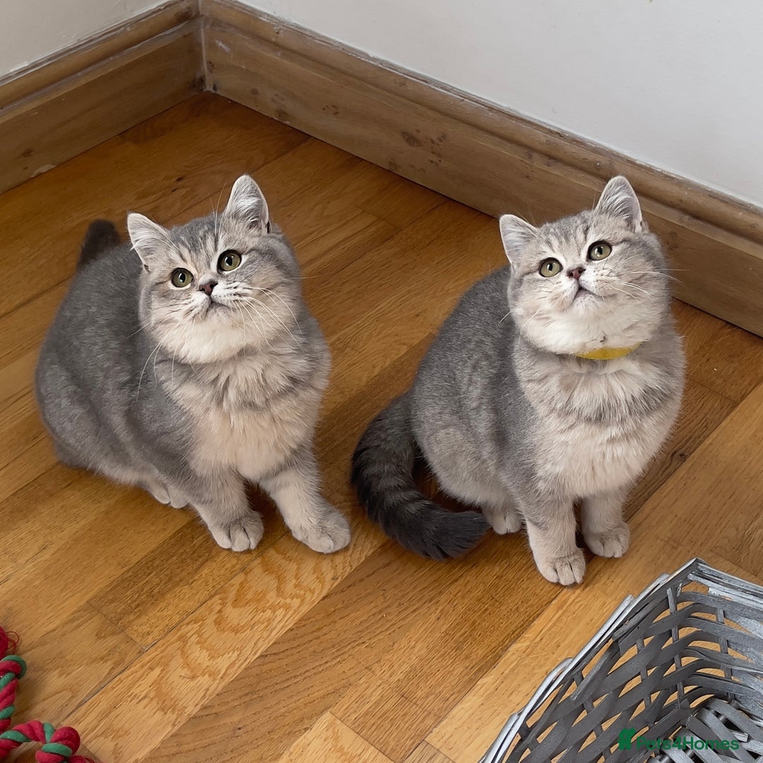 British Shorthair cats for sale: Remaining 2 TICA & GCCF British Shorthair Kittens - Advert 12