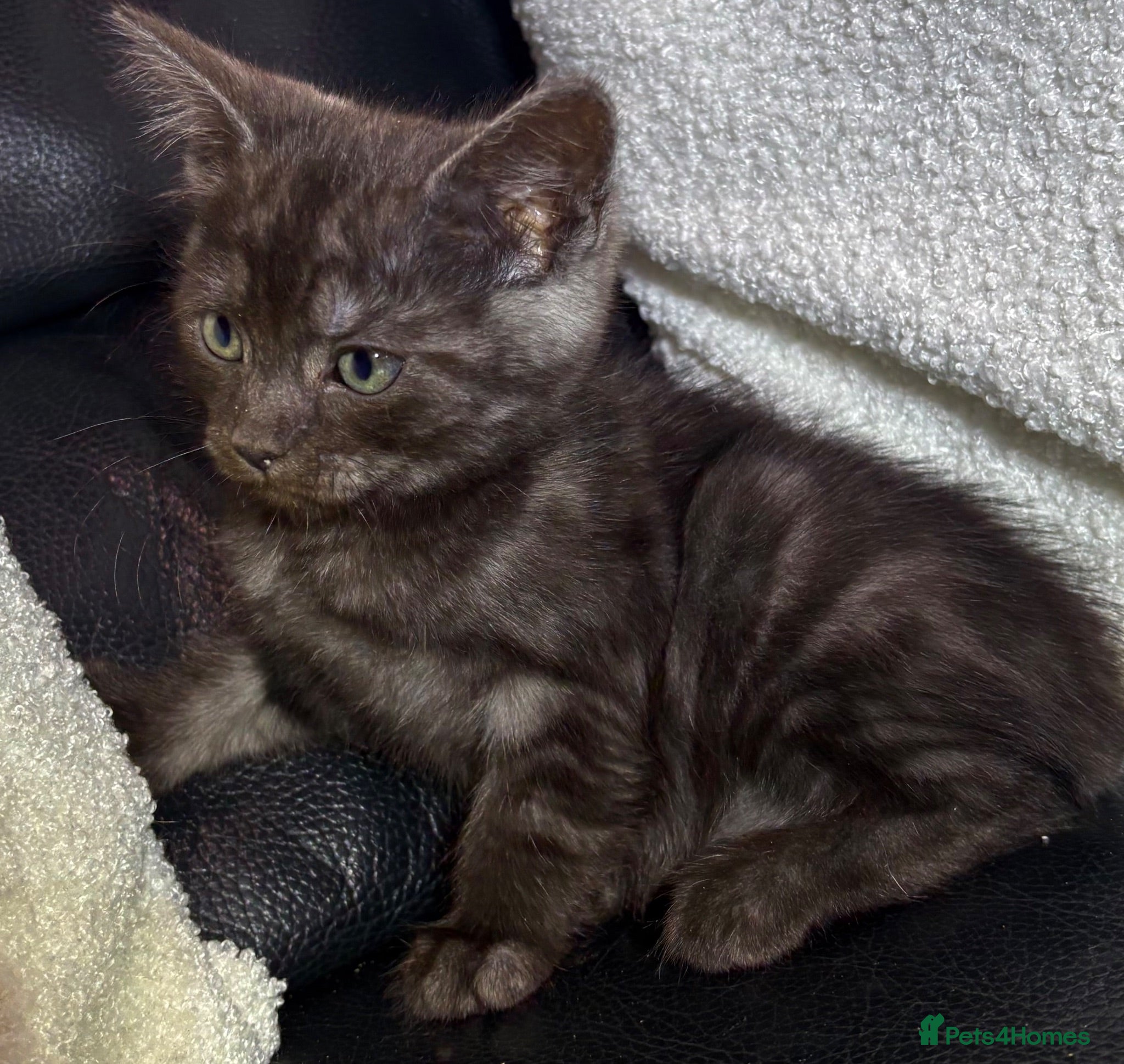 British Shorthair cats British short hair x ragdoll  - Advert 1