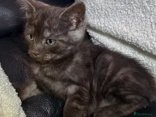 British Shorthair cats British short hair x ragdoll - Advert 1