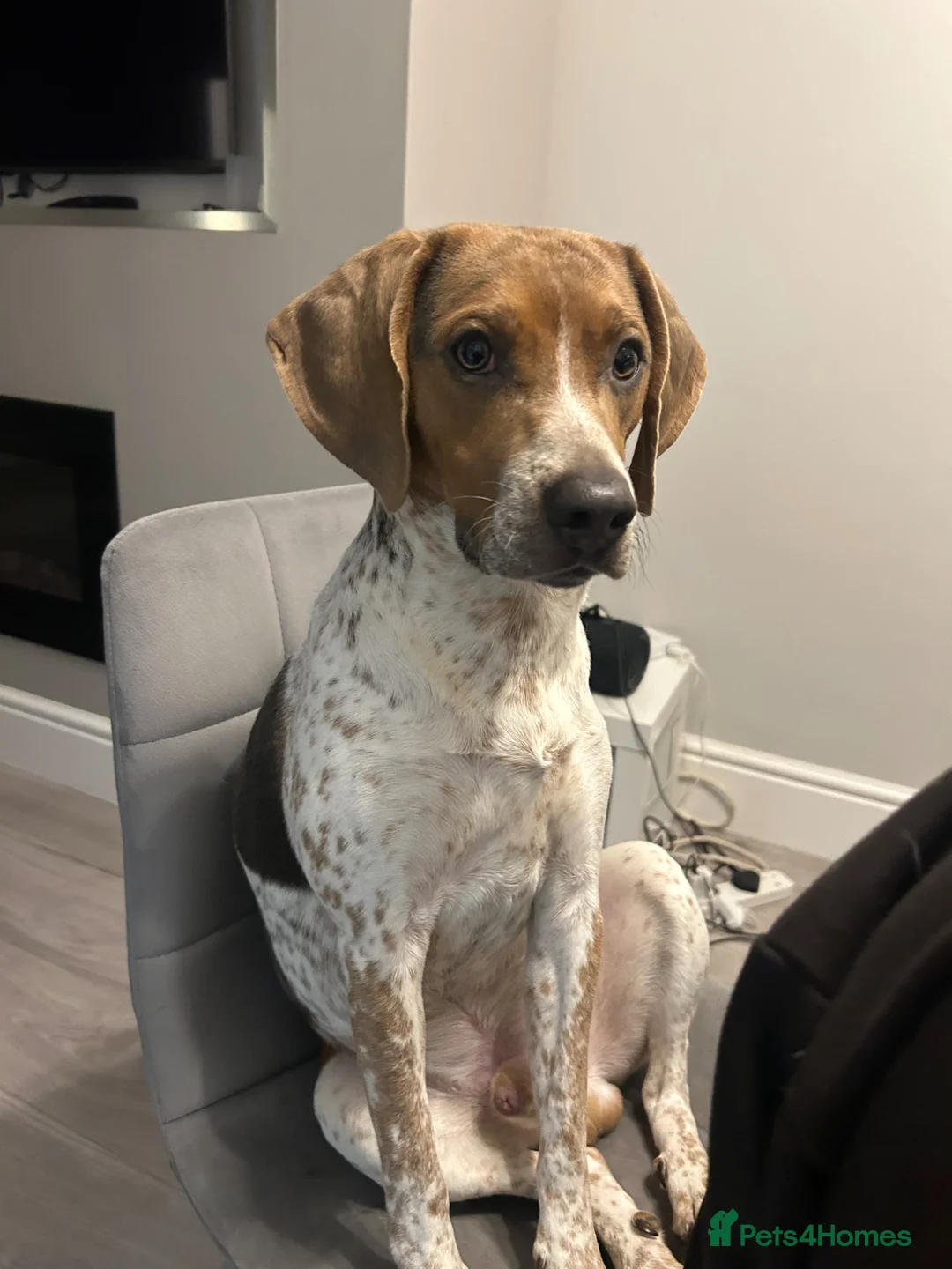 Mixed Breed dogs for sale: Much loved 10 month old beagle cross  in Livingston - Advert 1