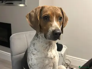 Mixed Breed dogs Much loved 10 month old beagle cross - Advert 2